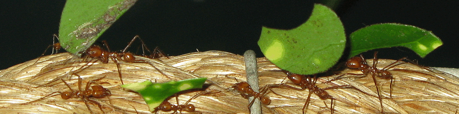 leafcutter-header