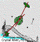 Crystal River