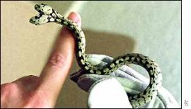 Two-headed snake