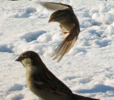 Herr Dös &amp; Füsschen im Flug