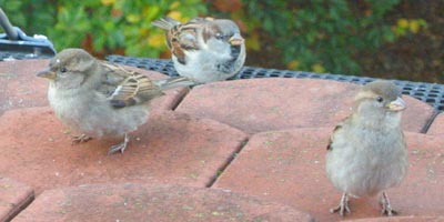 Frau Pünktchen, Kugelfisch &amp; Spatzi