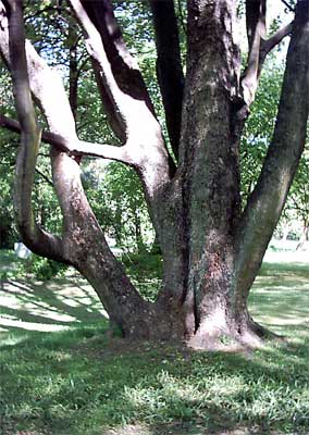 Baum in der Buga