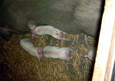 pix..nee, pigs