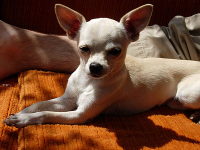 Chihuahua Tigger sonnt sich.