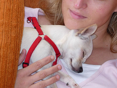 Chihuahua-Rüde Tigger schläft auf &quot;Frauchens&quot; Brust.