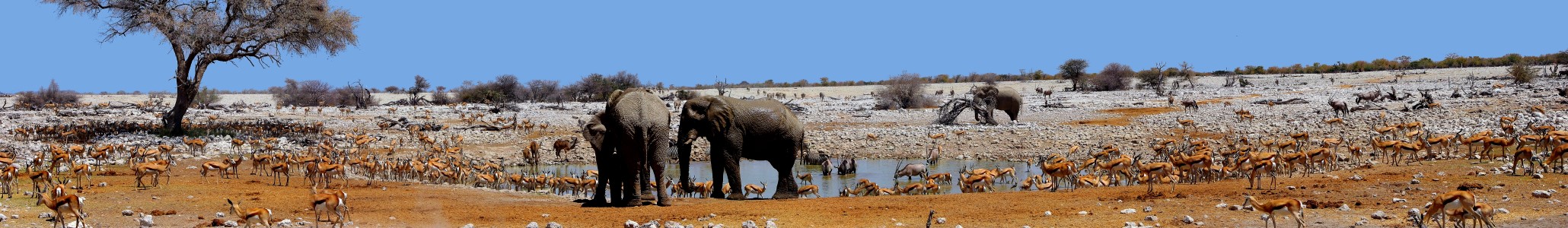 ... mal was mit Tieren: Wasserloch bei Okaukuejo (Etosha, Namibia)