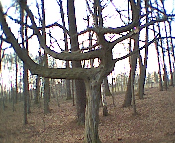 Baum im Schlosspark Machern (Sachs)