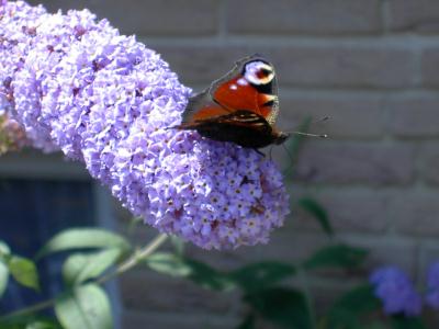 Schade die Farben sind in natura viel besset