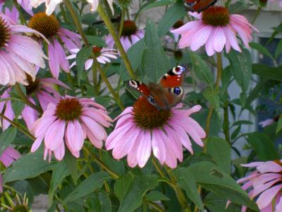 Mehr Schmetterling