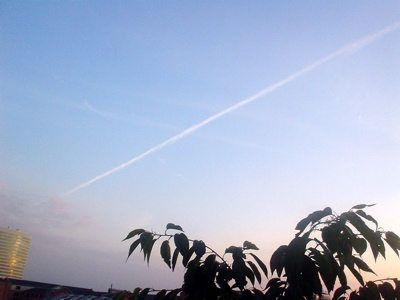 der himmel über bahrenfeld, unserer dachterasse, die in wahrheit gar keine terasse ist, sondern ein 40 quadratmeter großer balkon. der sommer war kurz und verregnet, wir sind nur selten draußen gesessen; aber wenn, war es immer noch der zauberberg, ein von allem entrückter ort. keine probleme mit den pflanzen in diesem jahr: der schwarze bambus hat sich wieder erholt, wenn der wind stark genug war, rauschte es fast wie in diesem hain bei kyoto, das japanische ahorn: rote blätterkaskaden, der eukalyptus und der olivenbaum: so gelassen heitere klassizismen wie toskanische villen. und die gräser.