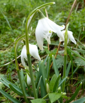 Frühlingsboten