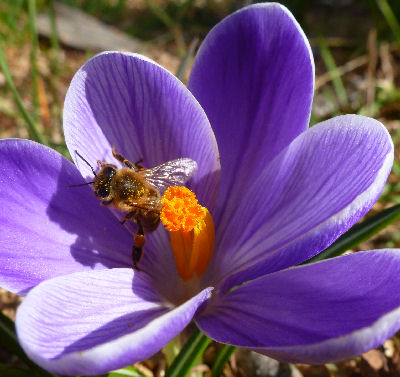 Krokus mit Biene