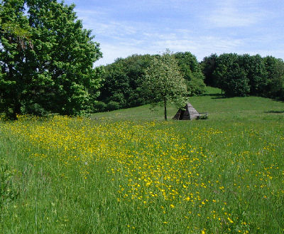 Butterblumen