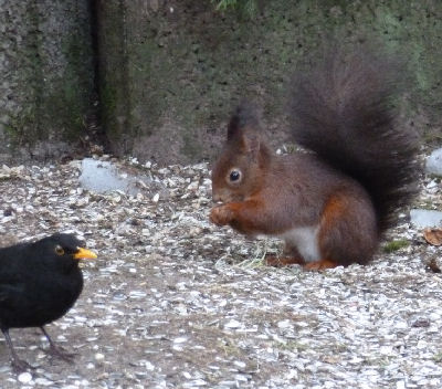 Eichkater mit Amsel