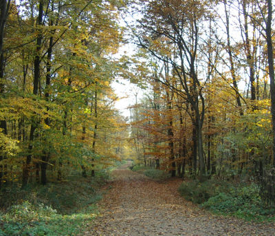 Herbstwald