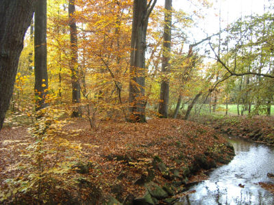 Herbstwald