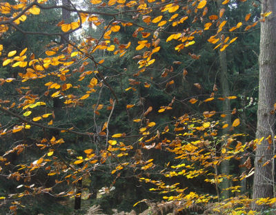 Herbstwald