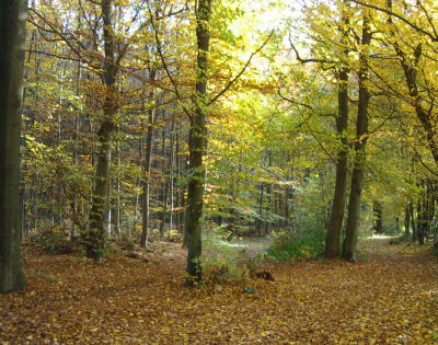 Herbstwald