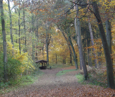 Herbstwald