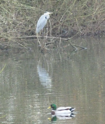 Fischreiher und Ente