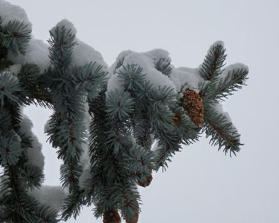 Tannenzapfen im Schnee