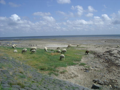 Manchmal wagen sich die Schafe bis ans Wattenmeer.
