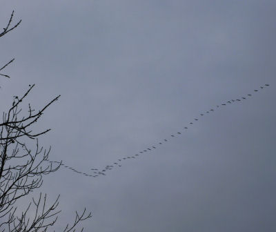 Zugvögel im Januar