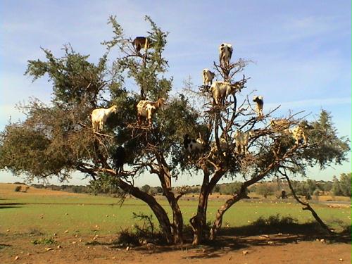 in marokko stehen schafe auf bäumen