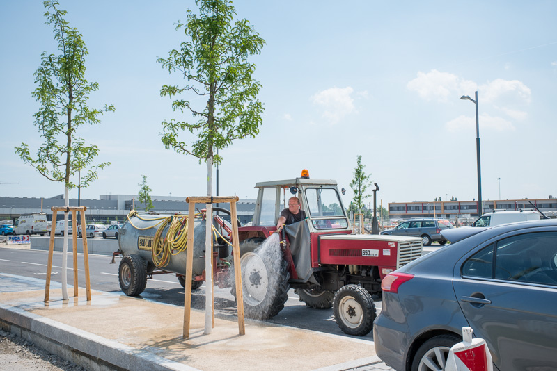 Arbeiter gießt einen Baum am Straßenrand