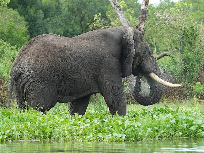 Elefant im Murchison Falls National Park