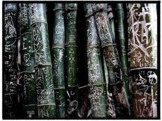 Bamboo Love