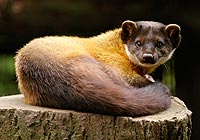 der kollege aus dem allwetterzoo