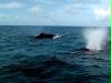 baleia jubarte - buckelwal - 2 davon
