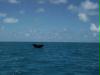 tauchender buckelwal