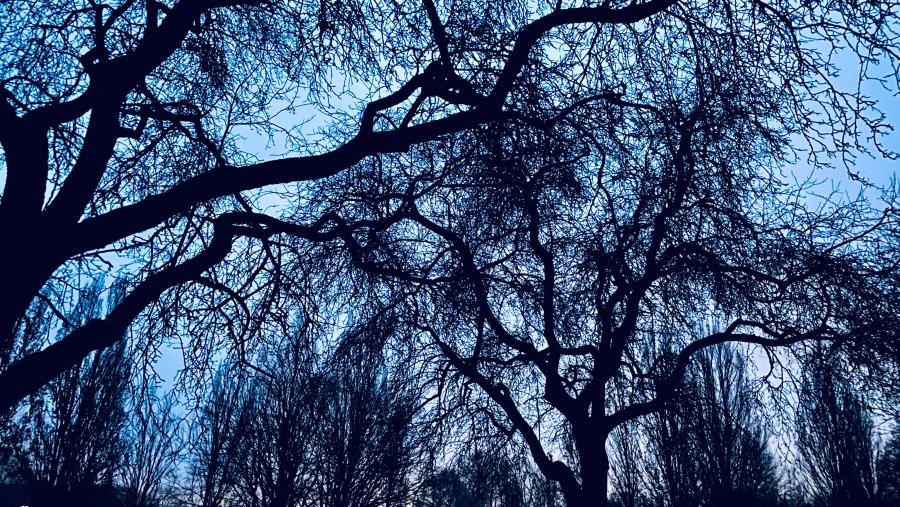 Bäume im Haynspark bei Dämmerung im Winter 