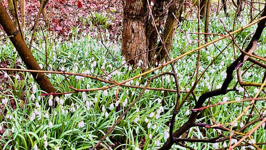 Auch hier gibt es Frühlingsboten - Schneeglöckchen im Eppendorfer Park