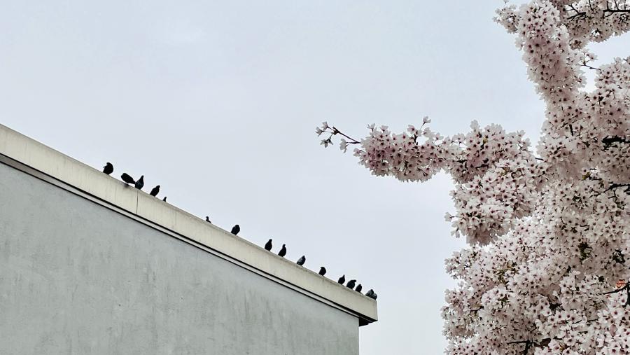 Tauben auf dem Dach