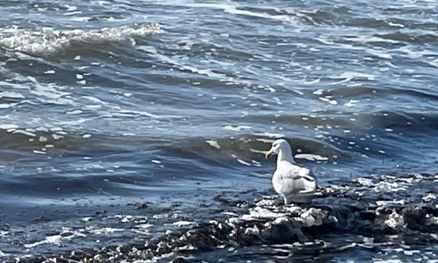 Möwe auf Fehmarn