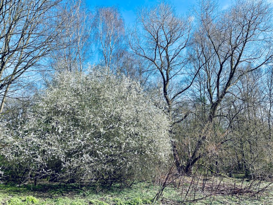 Prunus blühend