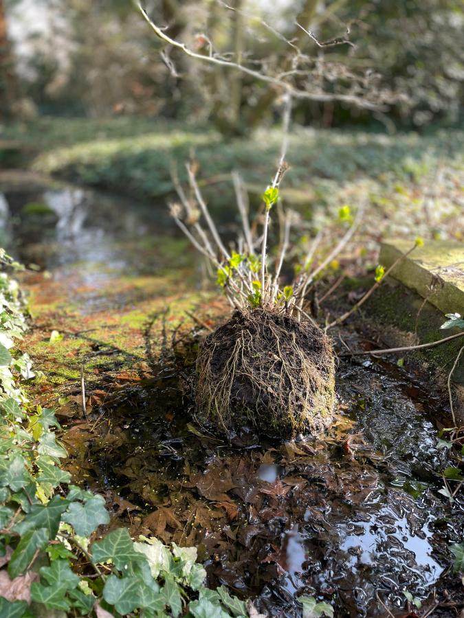 Hortensie im Teich