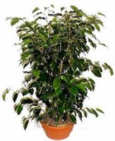 ficus