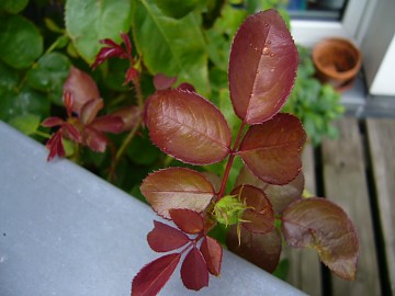 balkon: heißeliebte engl. beetrose