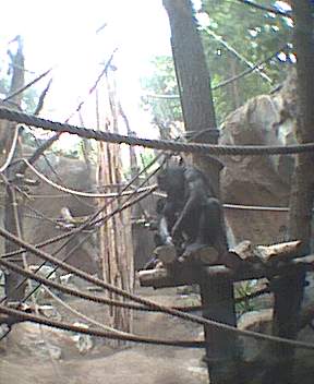 Bonobo spielt mit Pixeln
