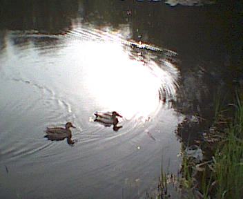 Heute mal mit Enten im Regen