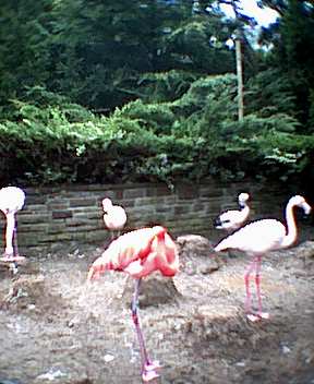 Flamingoputz