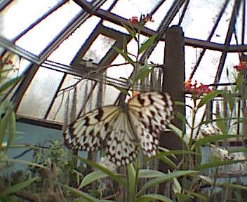 Schmetterling, bist Du der Frühling?