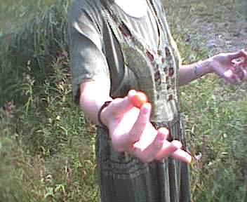 Tomaten am Elbestrand in rot