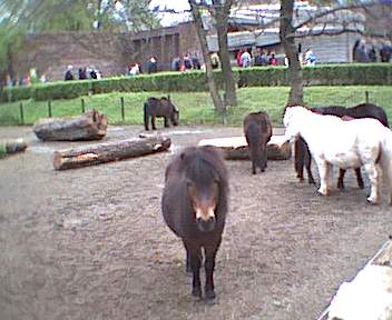 Pony, wie heißt du? Ute!