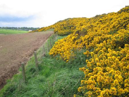 Coastal Path