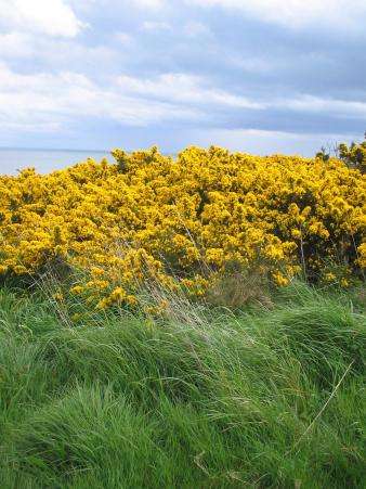 Coastal Path